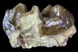 Oligocene Horse (Mesohippus) Tooth #73636-1